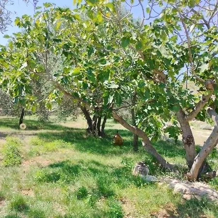 Marti's House In The Olive Grove * Fažana