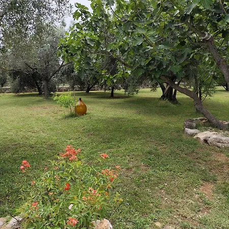Marti's House In The Olive Grove *