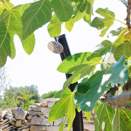 Marti's House In The Olive Grove Apartment *